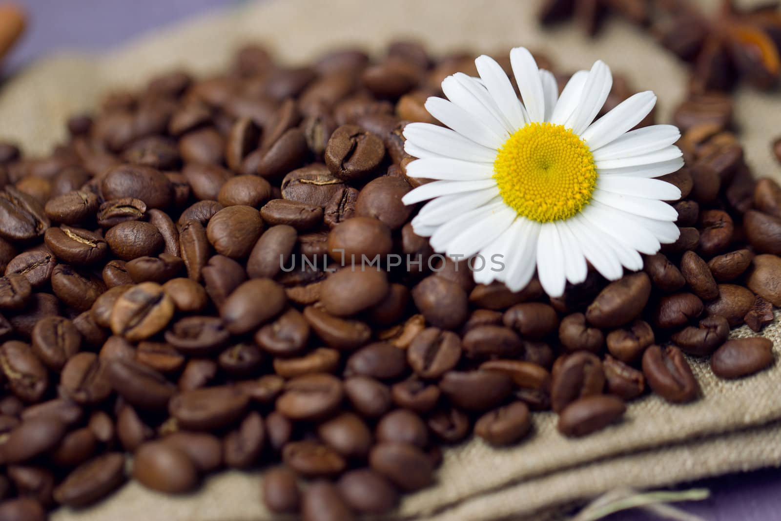 coffee beans with chamomile by victosha