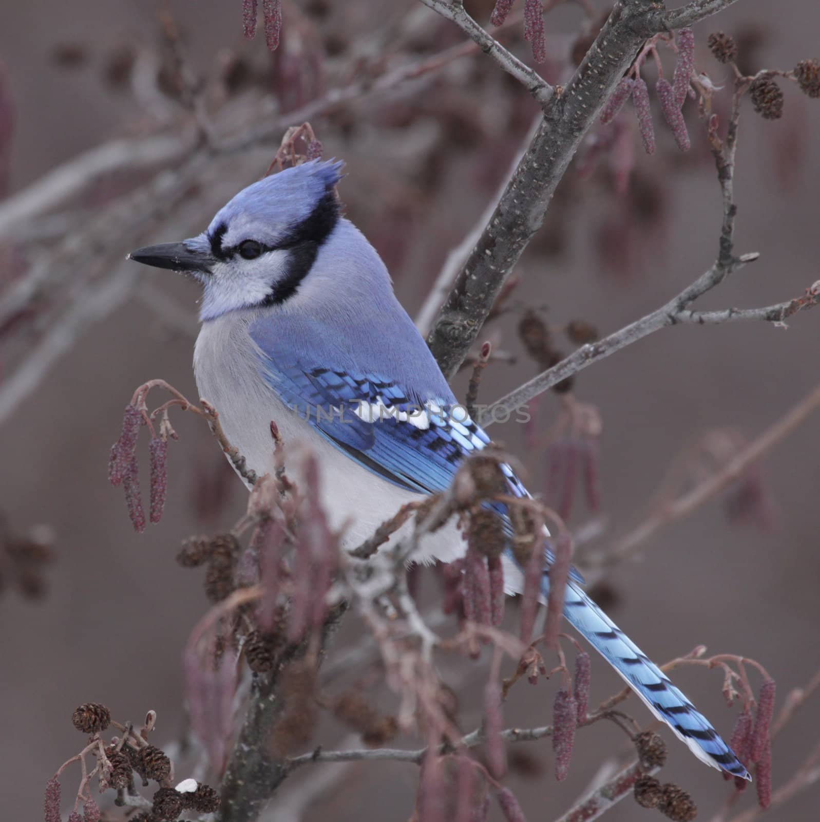 A Blue Jay (Cyanocitta cristata) sitting a tree in winter.  shot in Southern Ontario.
