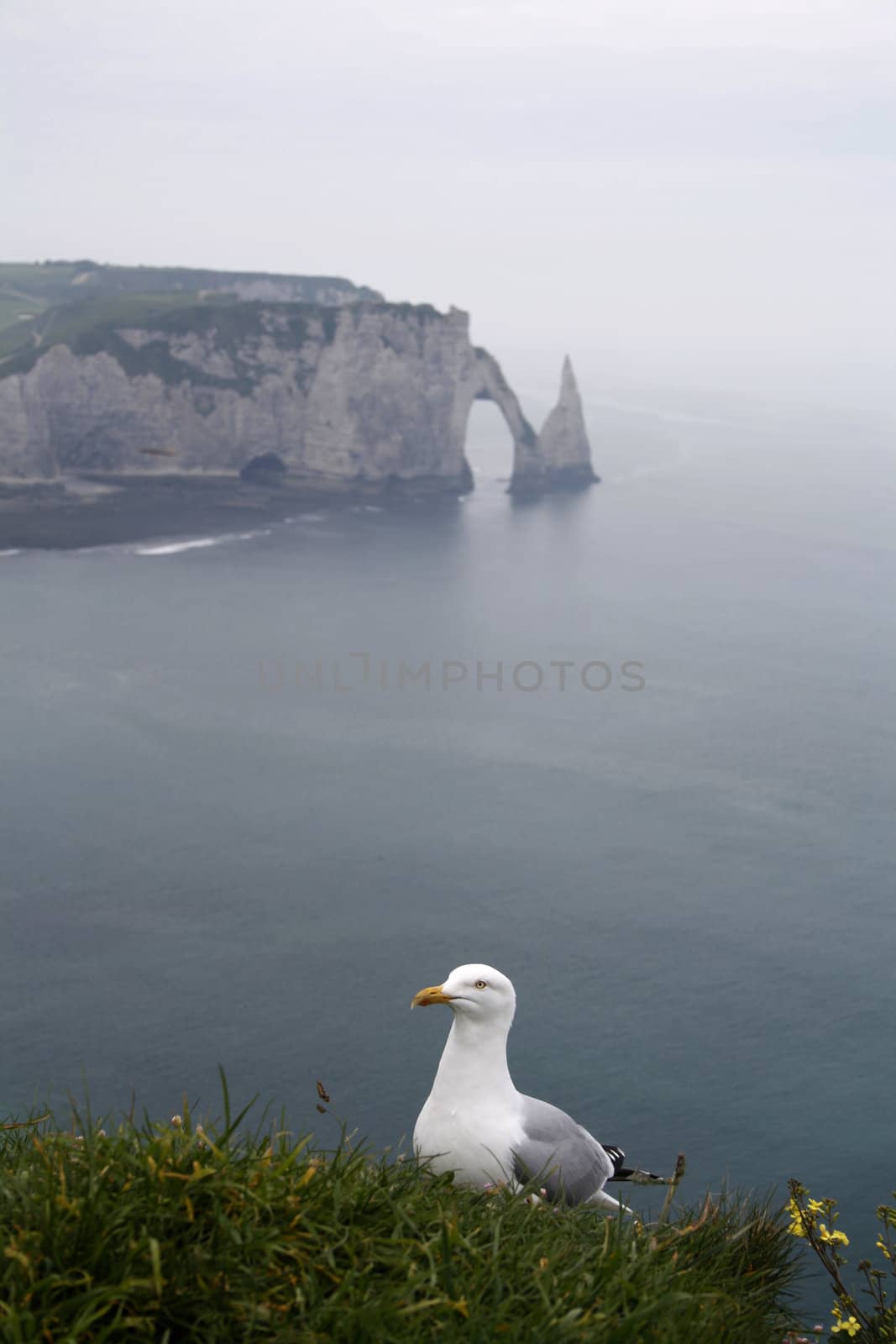 A seagull on the falaise d'Amont with falaise d'Aval and l'Aiguille in the distance.