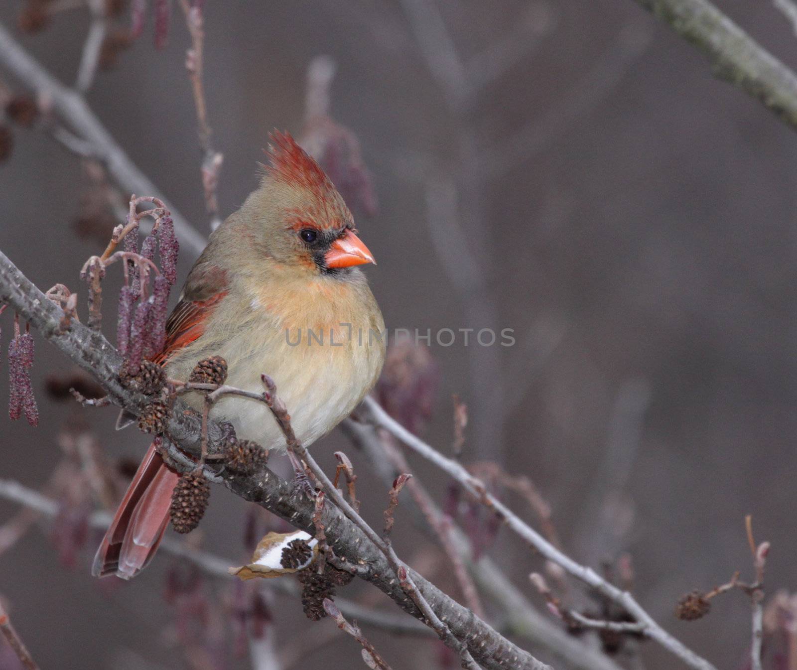 A female Northern Cardinal (Cardinalis cardinalis) sitting in a tree, in winter.  Shot in Southern Ontario, Canada.
