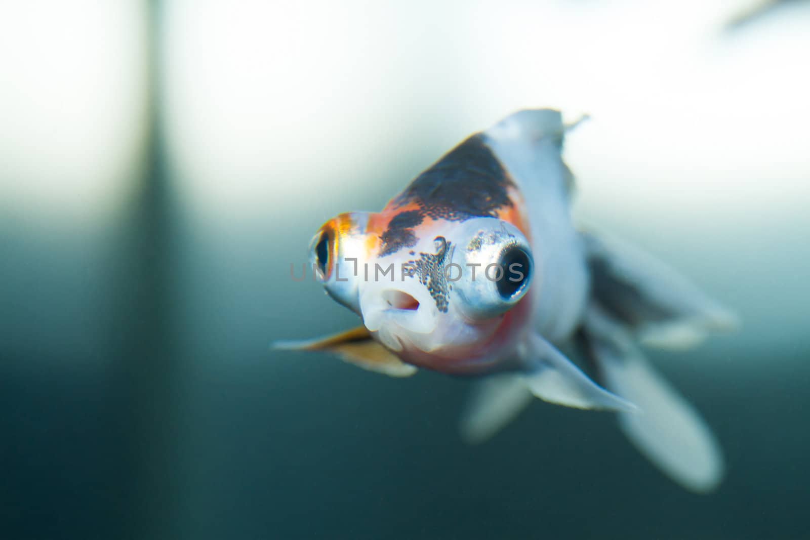 Little gold fish on clear water close-up