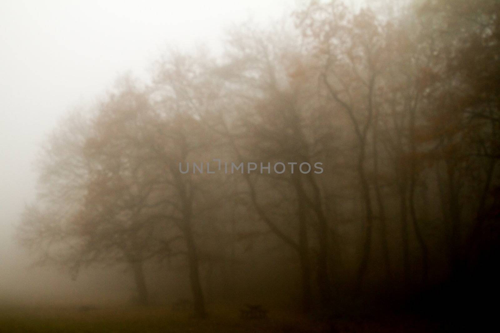 on a misty forest landscape