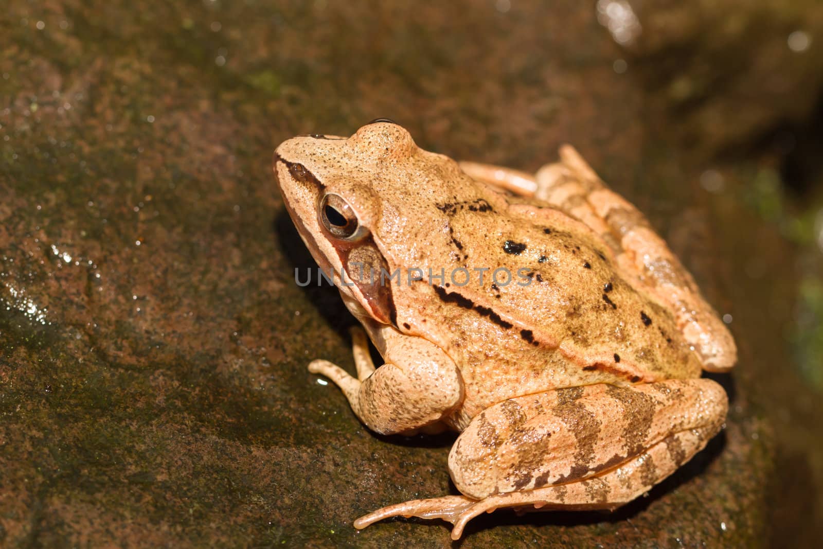 Close-up from a yellow frog