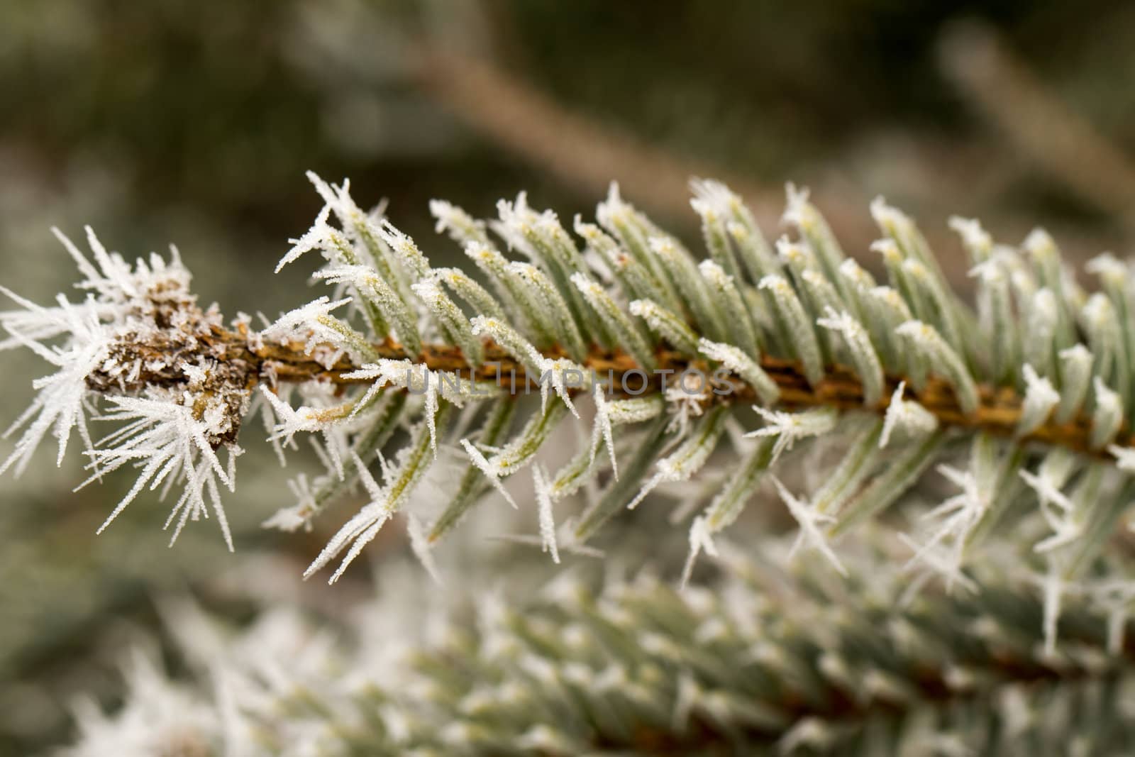 rime or hoarfrost on a silver pine branch