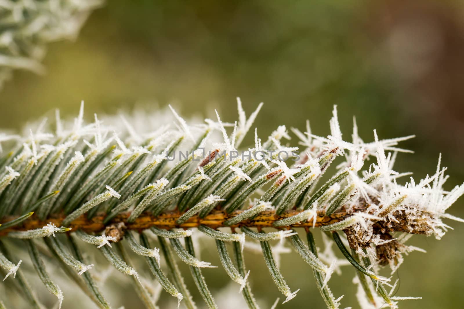 rime or hoarfrost on a silver pine branch