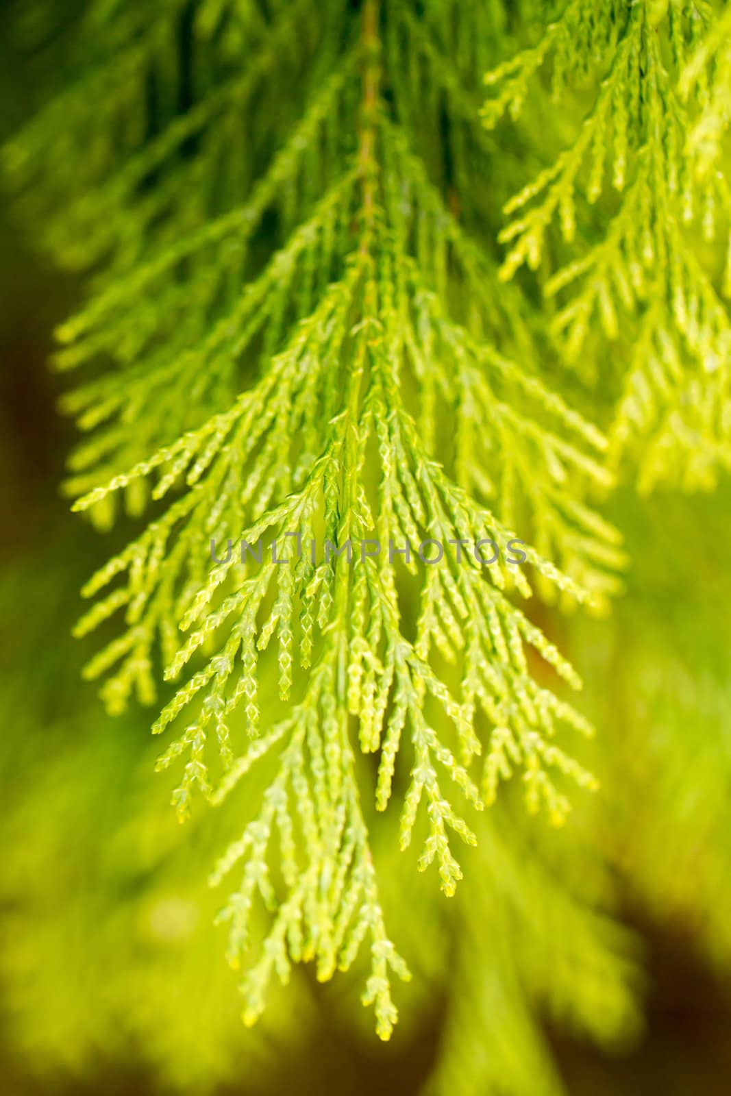 one twig of a green thuja 