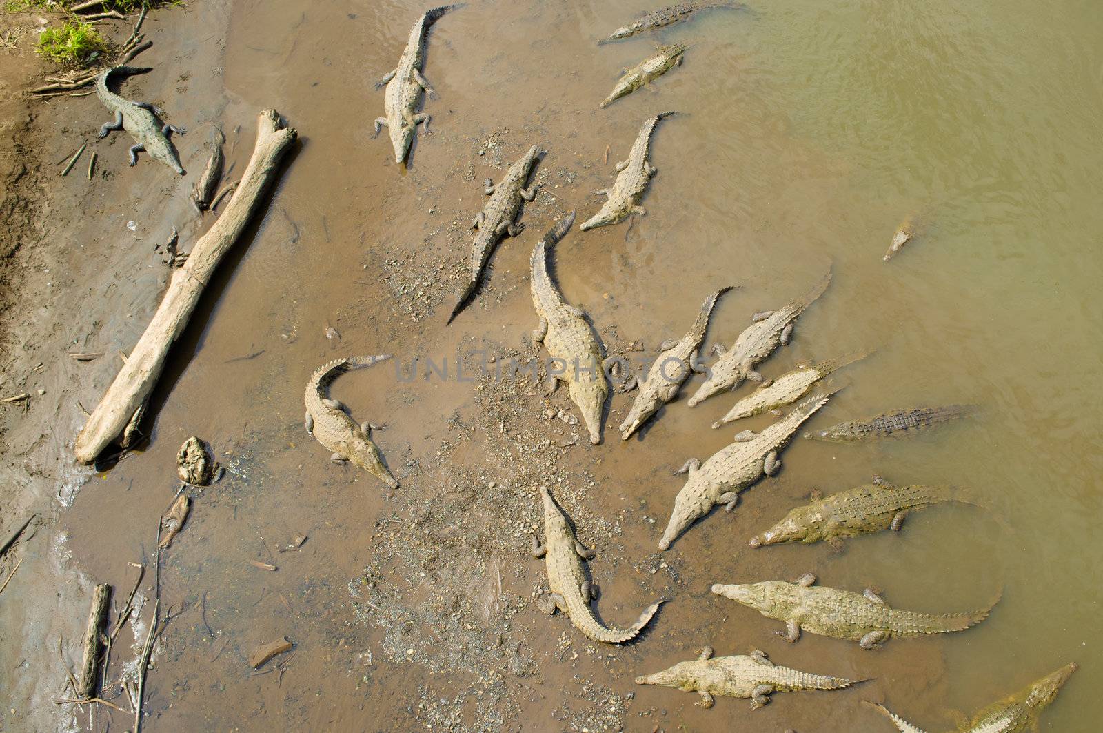 Crocodiles resting under the sun in Tarcoles river, Costa Rica