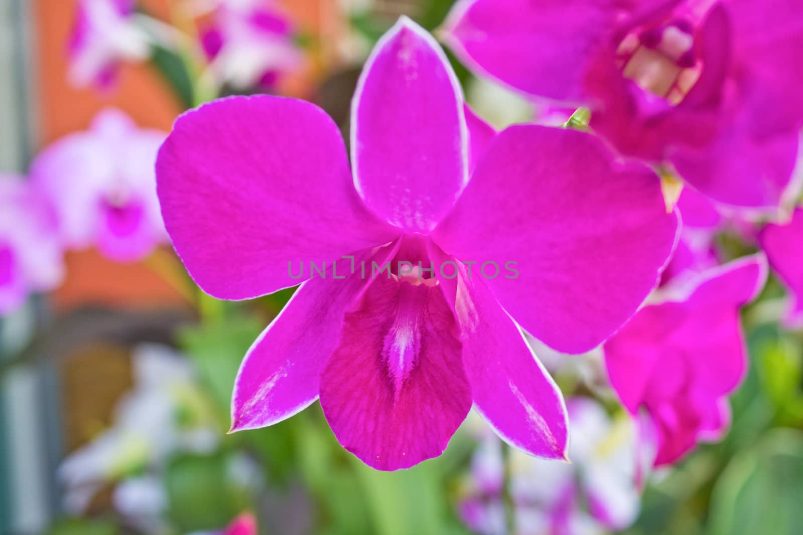 Close up detail of small purple orchids against a blurred background