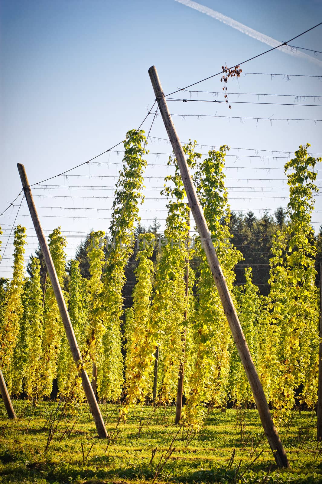 Hop Field in Autumn, Austria