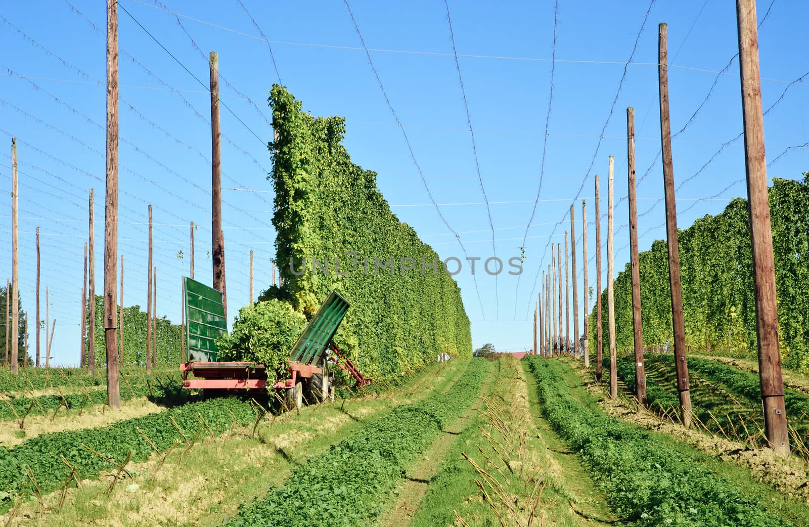 Harvesting with a Tractor on a Hop Field