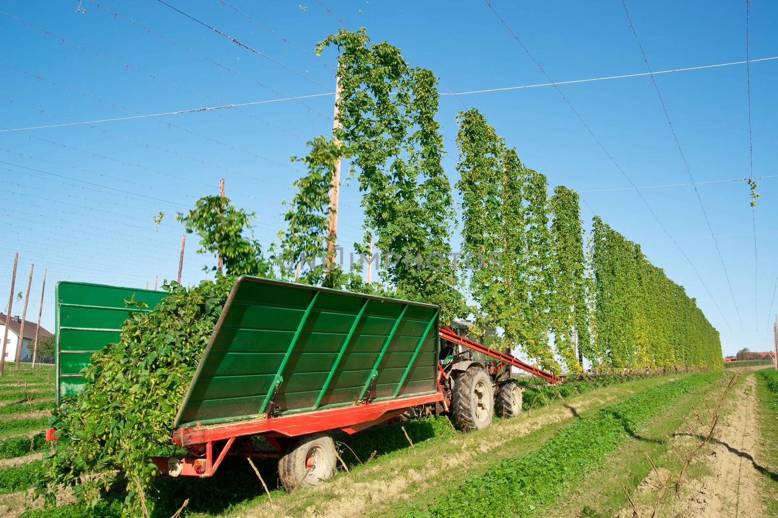 Harvester in a Hop Plantage, taken in Austria