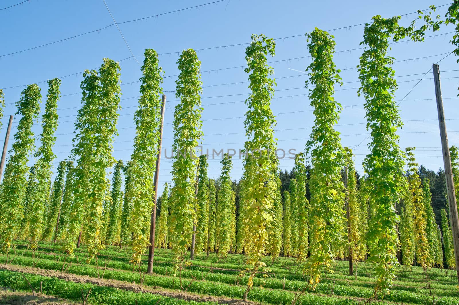 Growing Hop in Upper Austria shortly before Harvesting