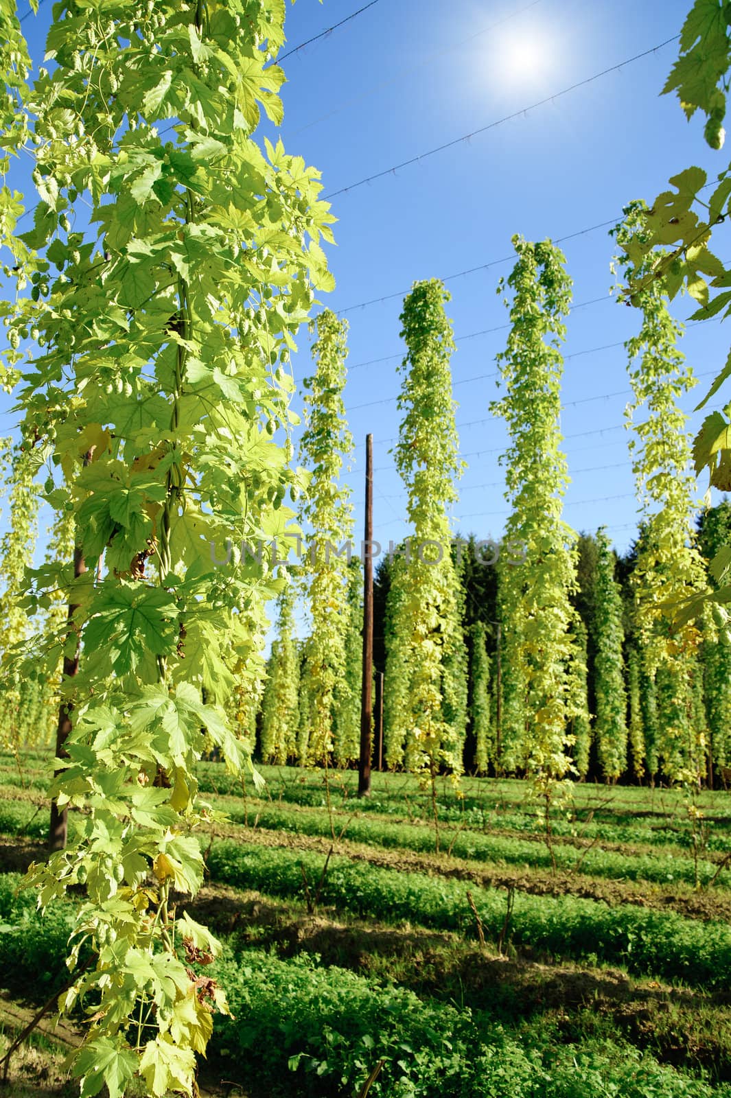 Growing Hop with Sun taken in Upper Austria