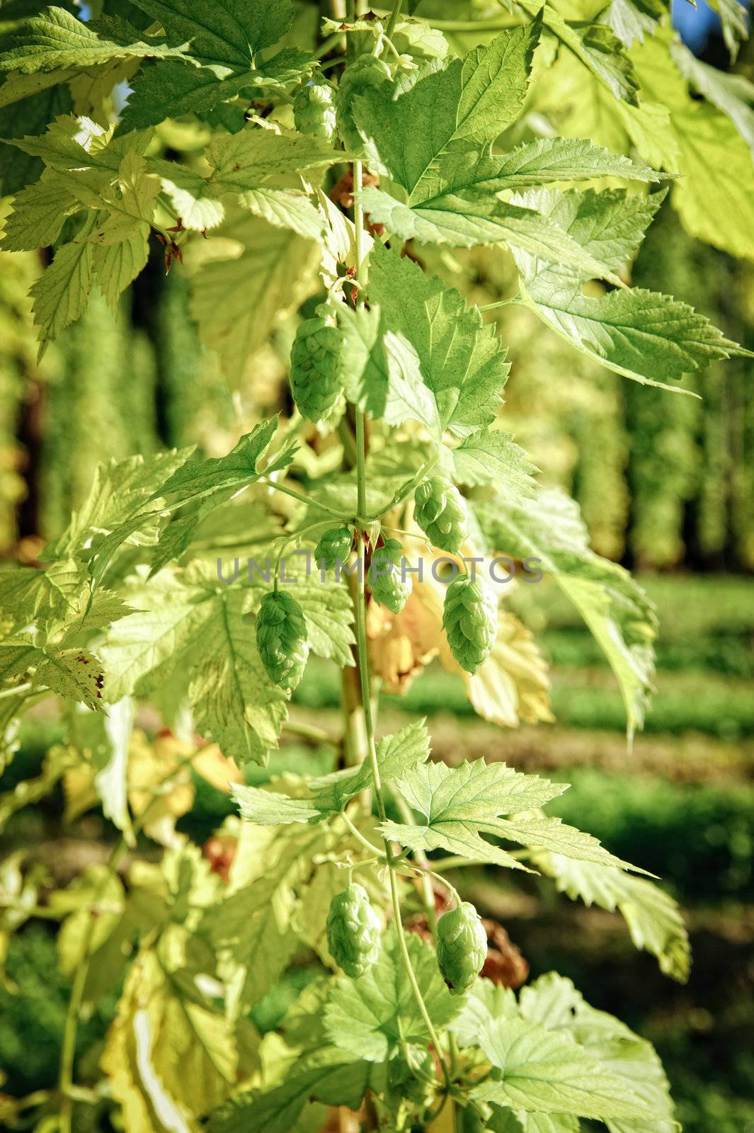 Fully grown hop Cones prior to harvesting