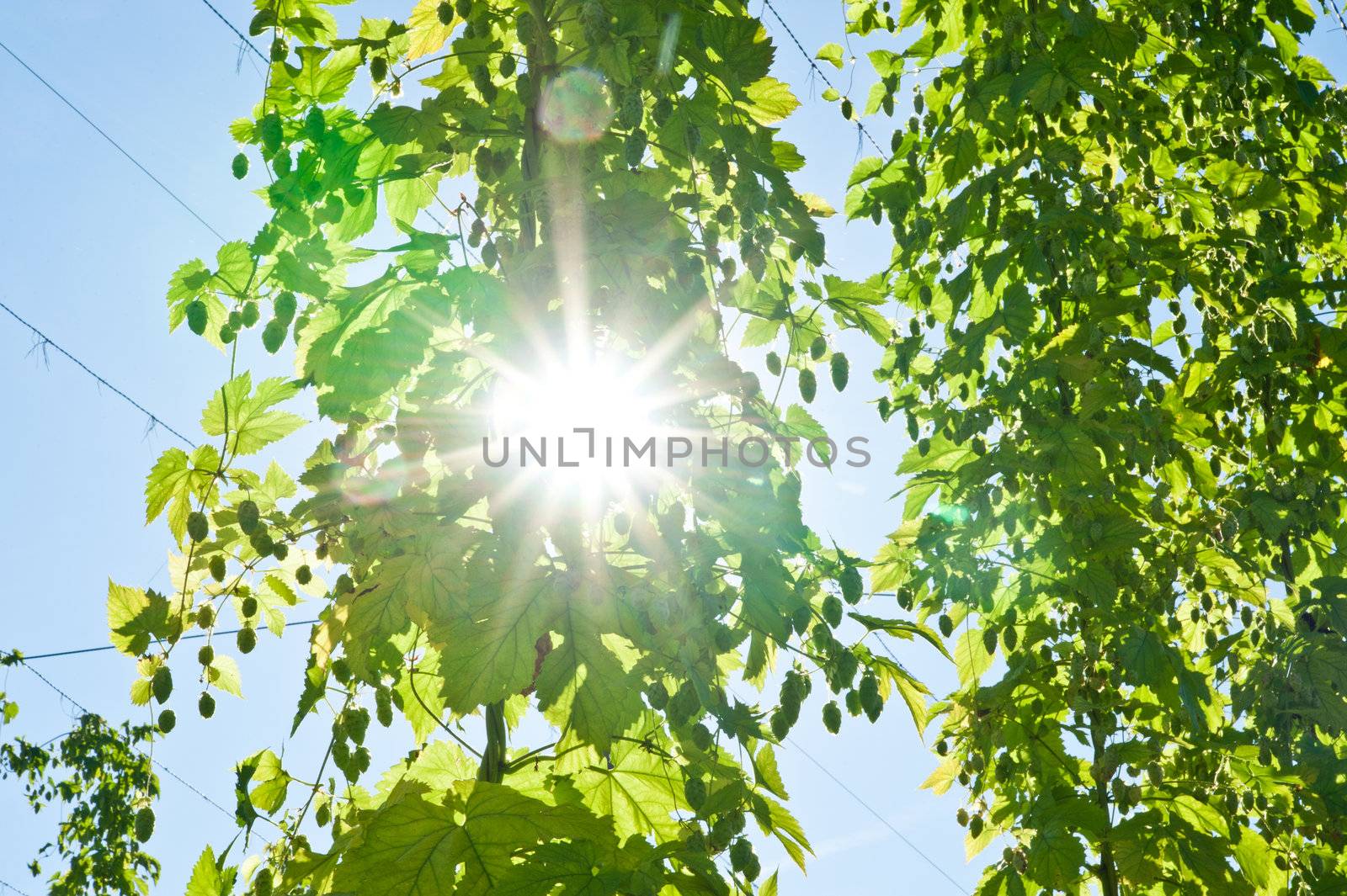 Sun looking through a Hop Branch, taken in Austria