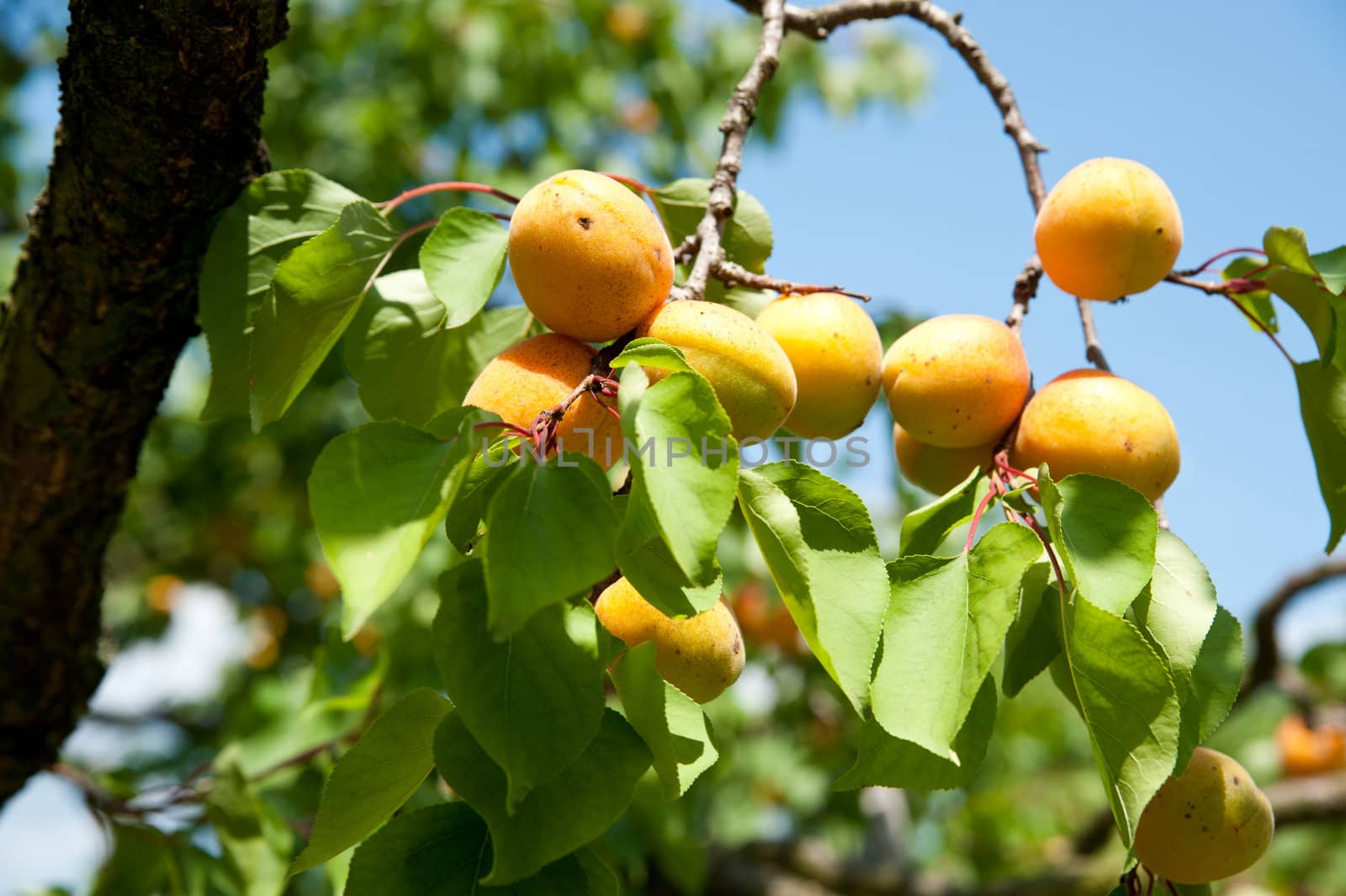 Fresh Apricots on a Ripe of a Tree