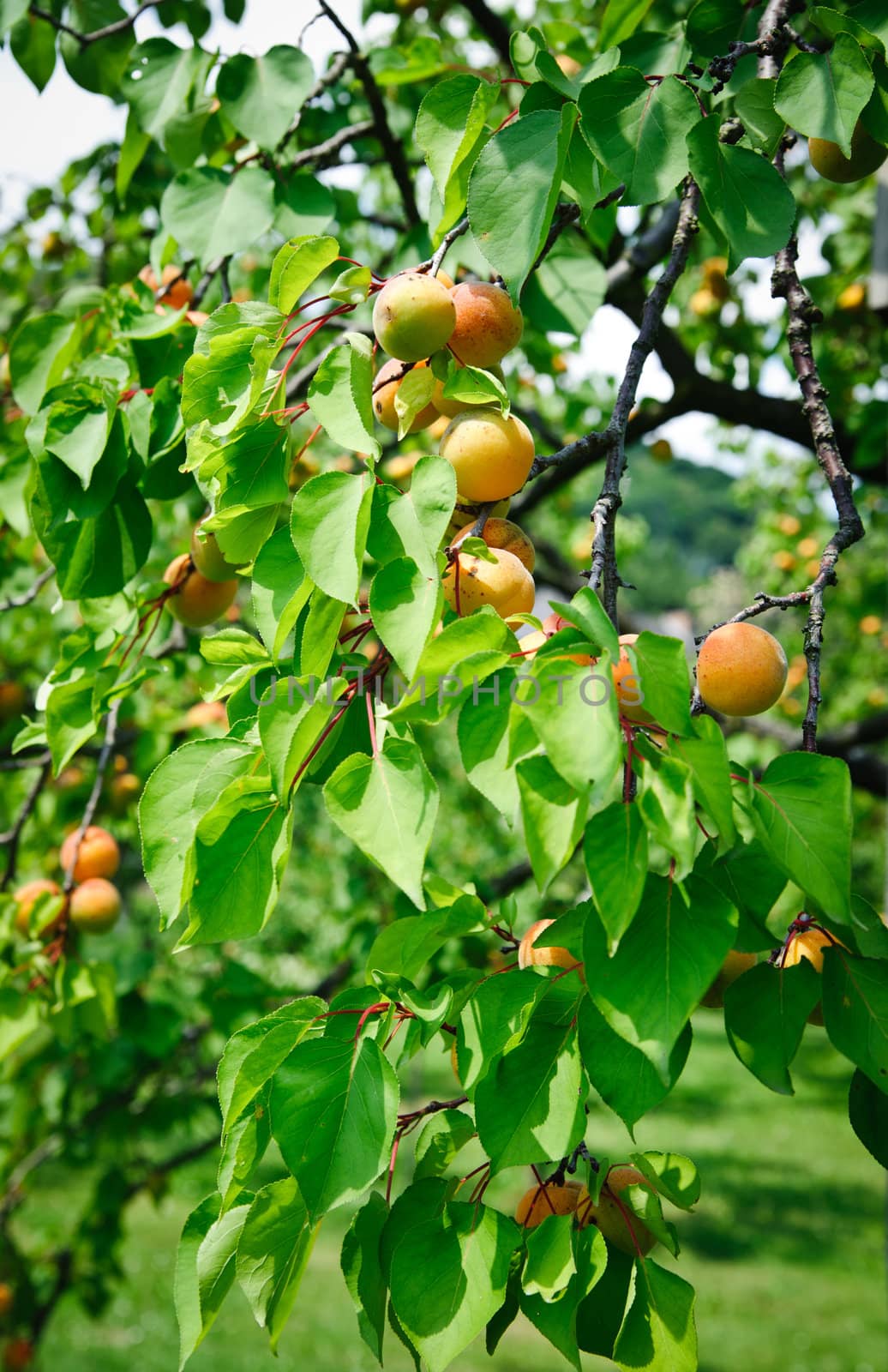 Tree full with ripe Apricots