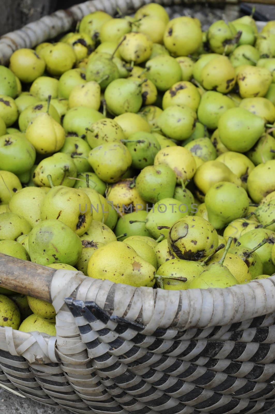 Basket full with green Must Pears