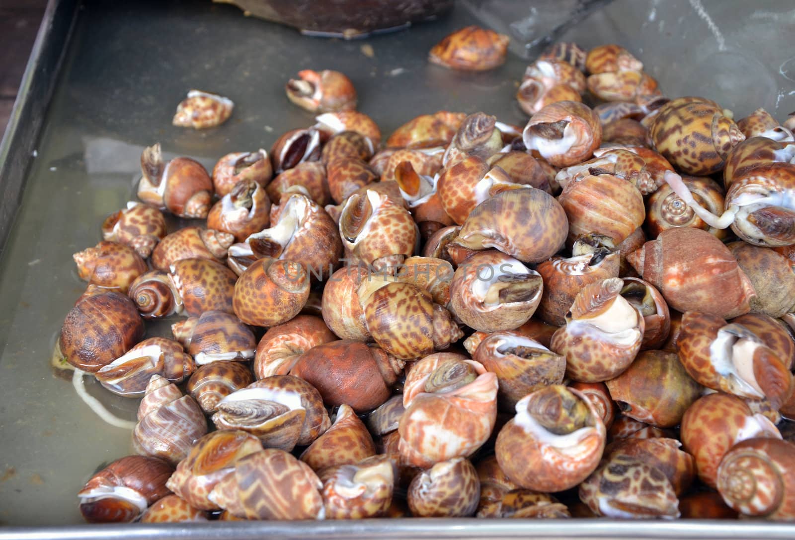 Whelks at the fresh market by siraanamwong