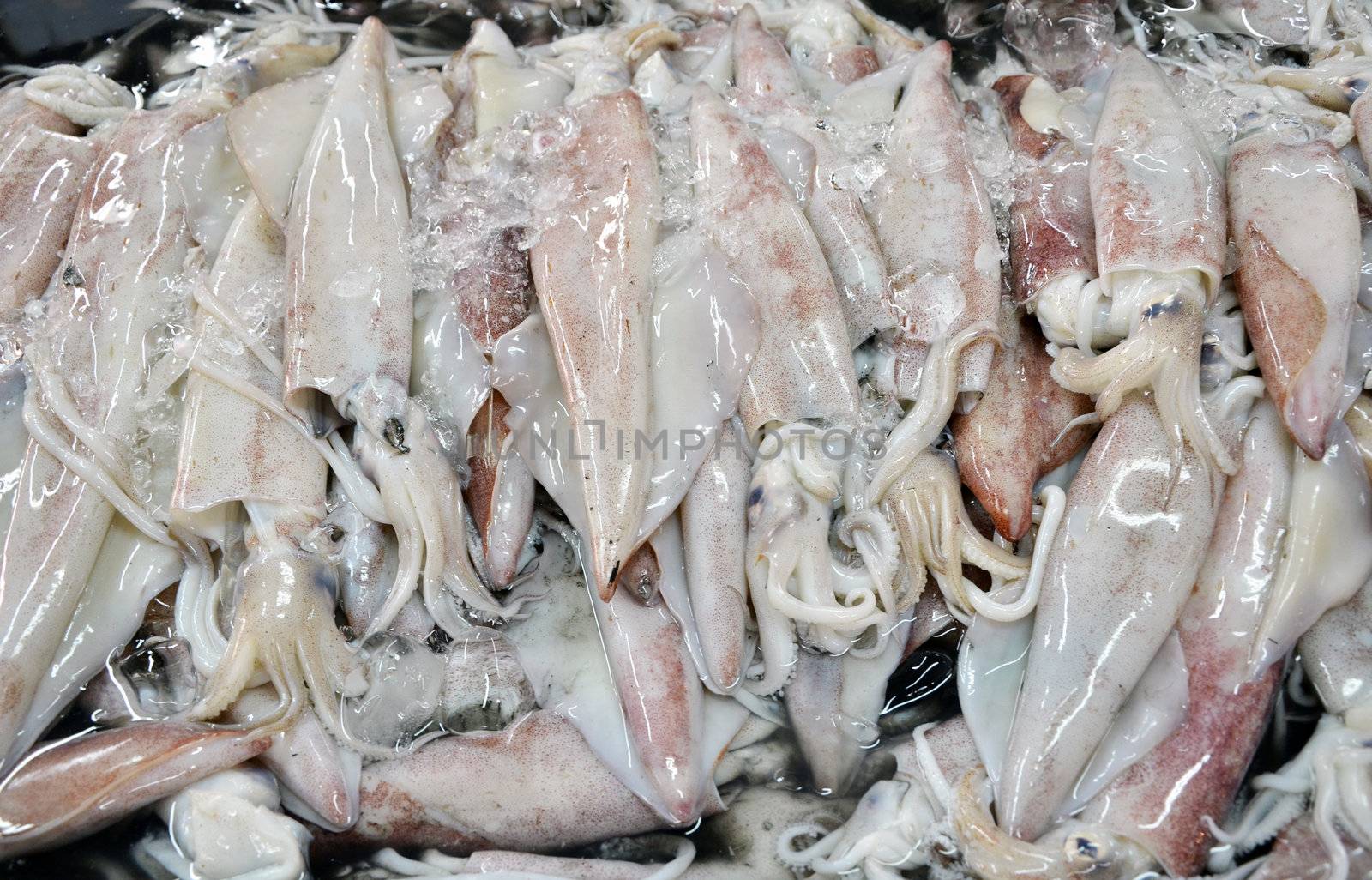 Fresh squid in the fresh market 