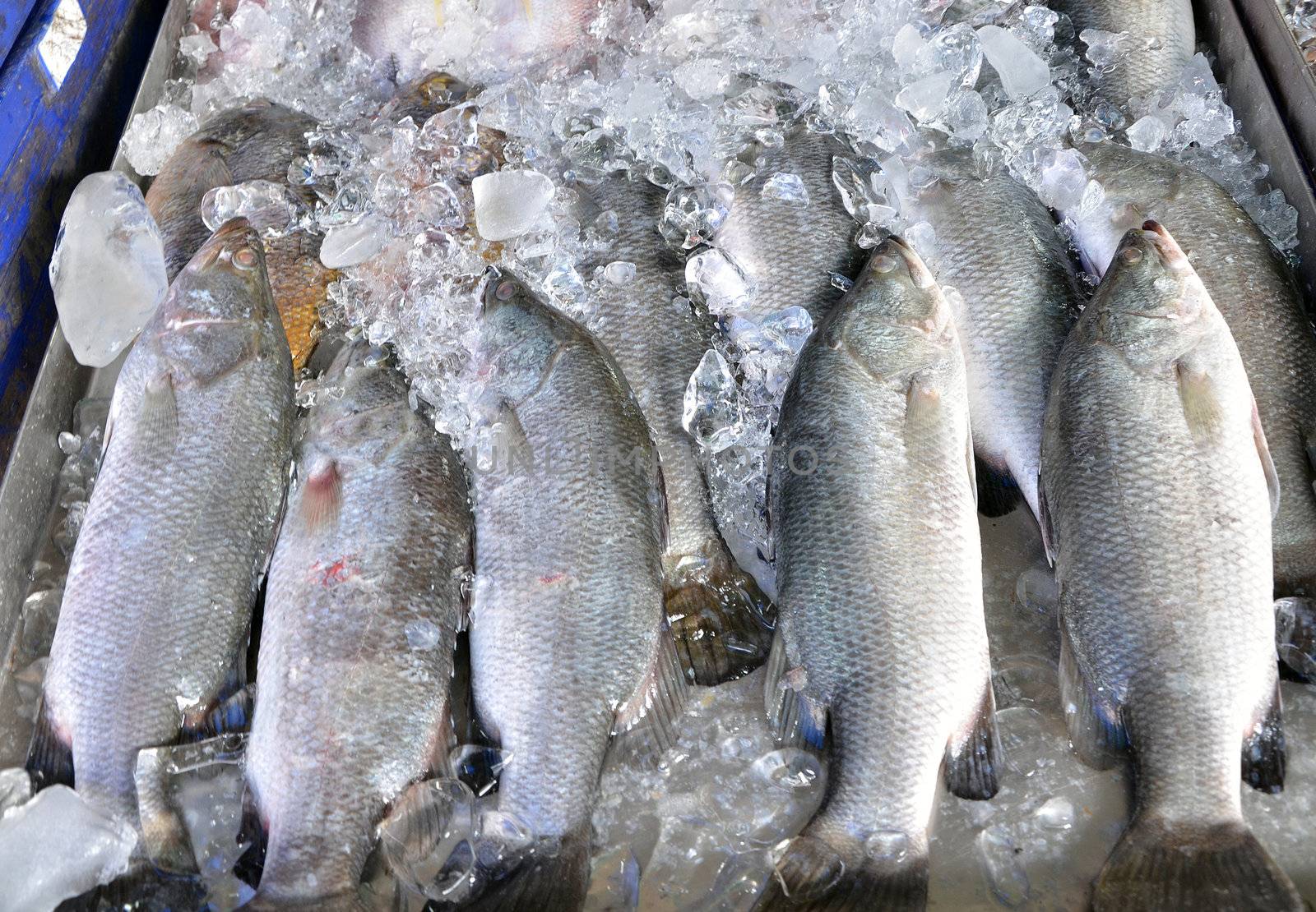 fresh fish at a fish market  by siraanamwong