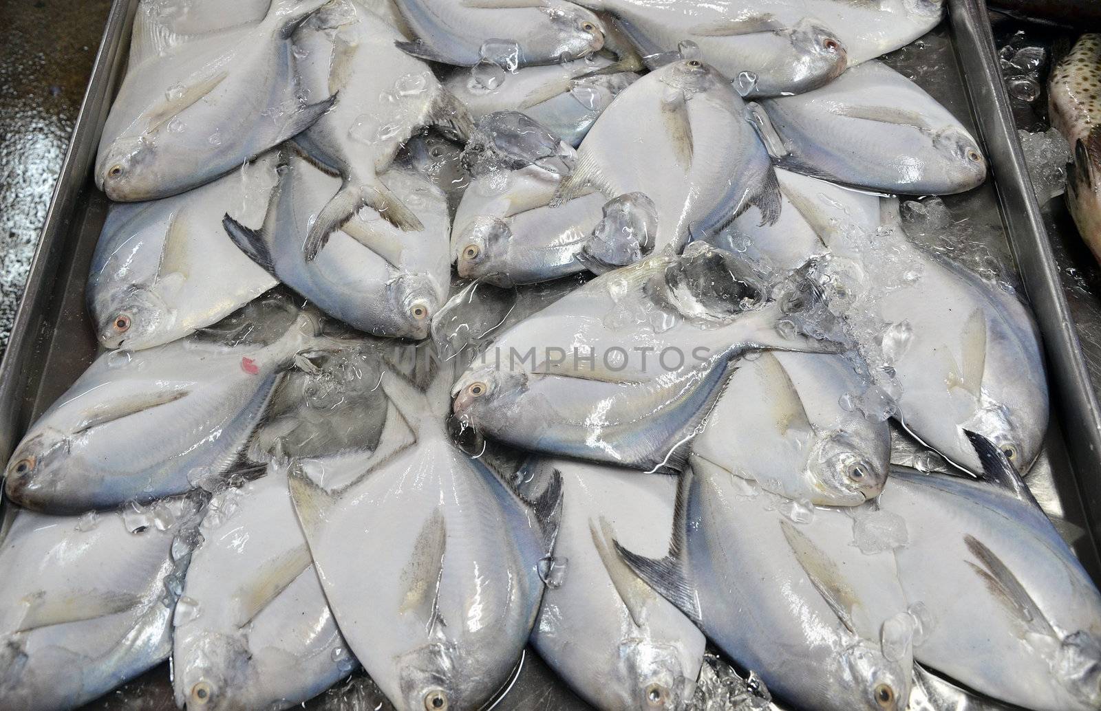 fresh fish on ice at a fish market  by siraanamwong