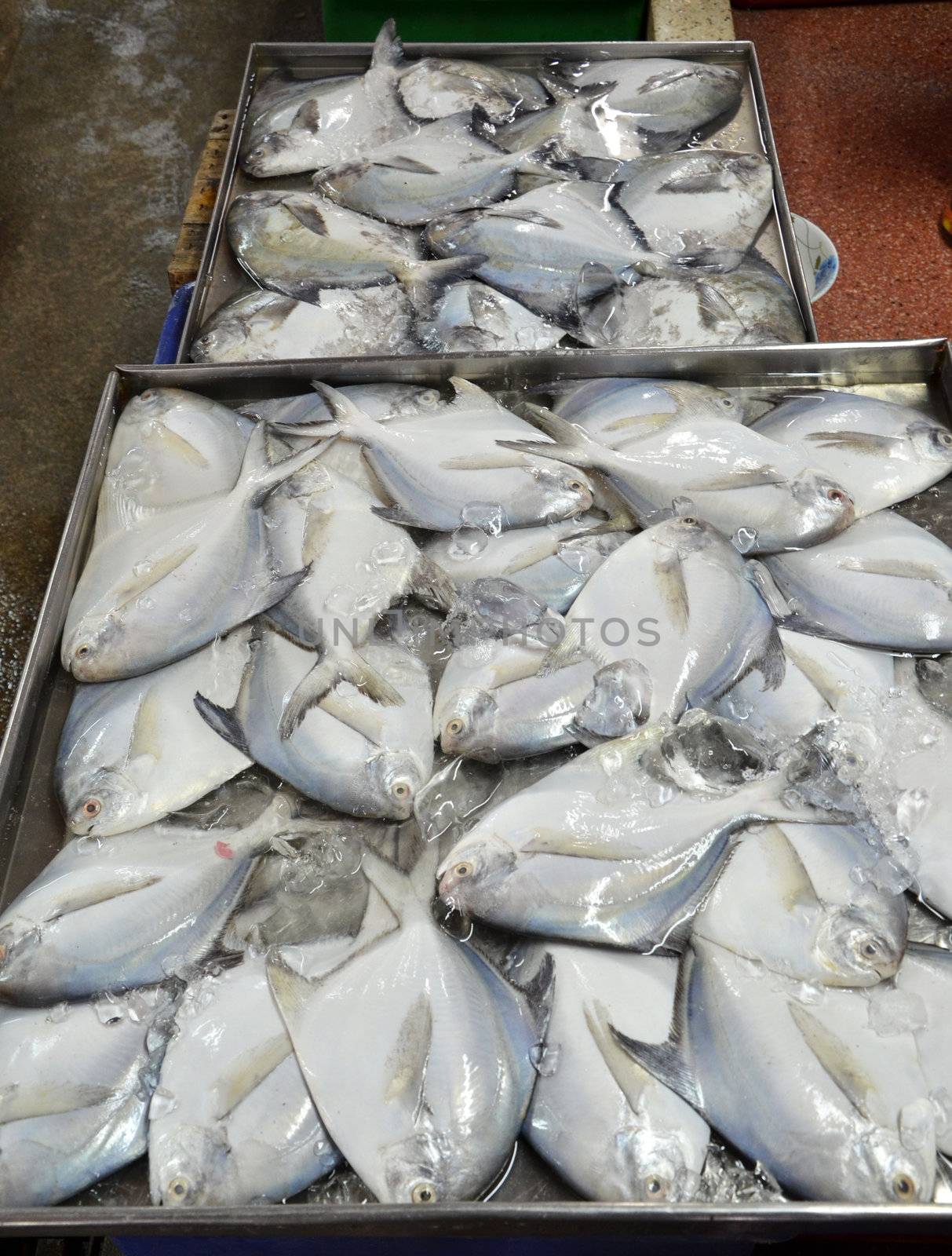 variety of fresh fish seafood in market 