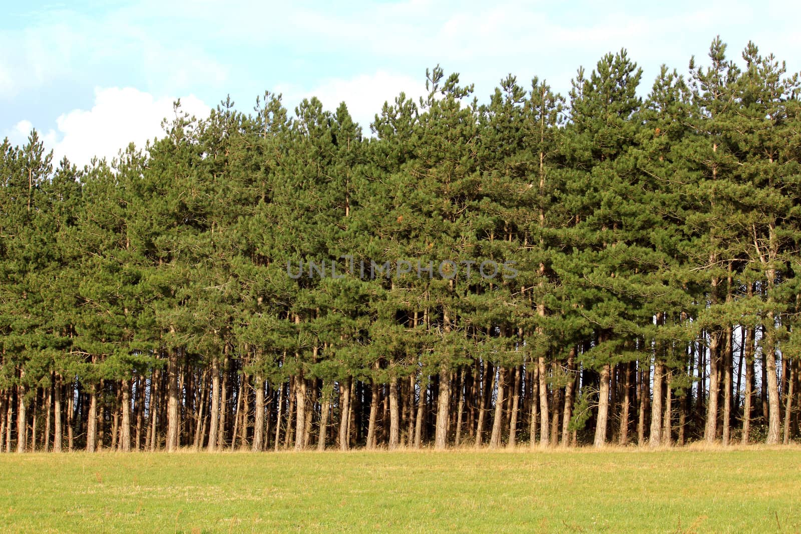 A forest of pine rows on a background of blue sky autumn