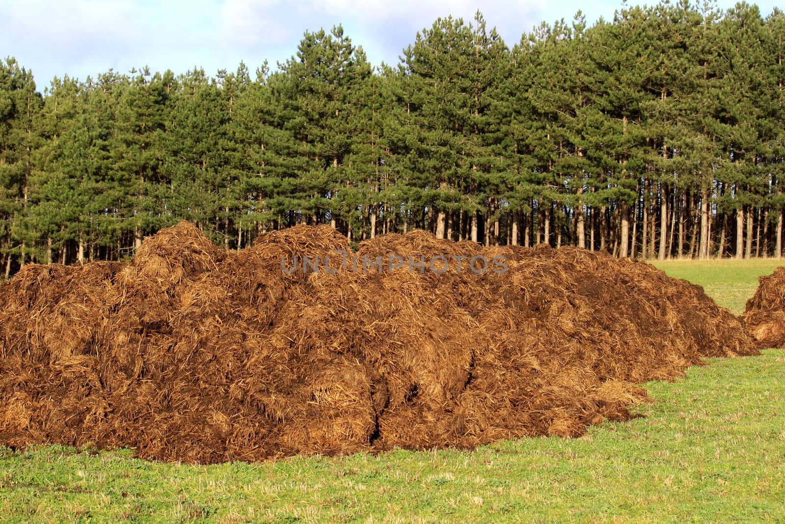 spreading a bunch of farm manure for organic agriculture