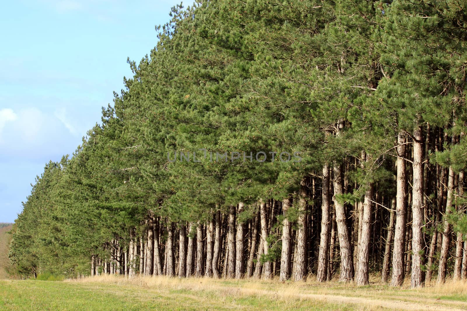 A forest of pine rows on a background of blue sky autumn