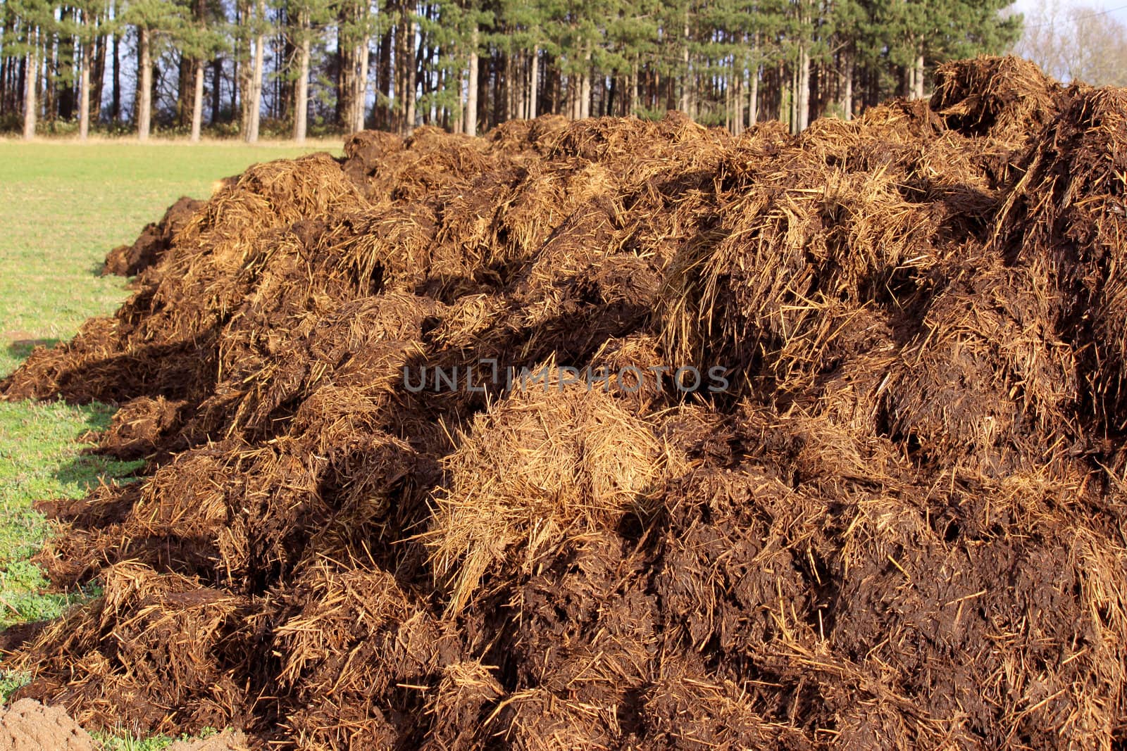 spreading a bunch of farm manure for organic agriculture