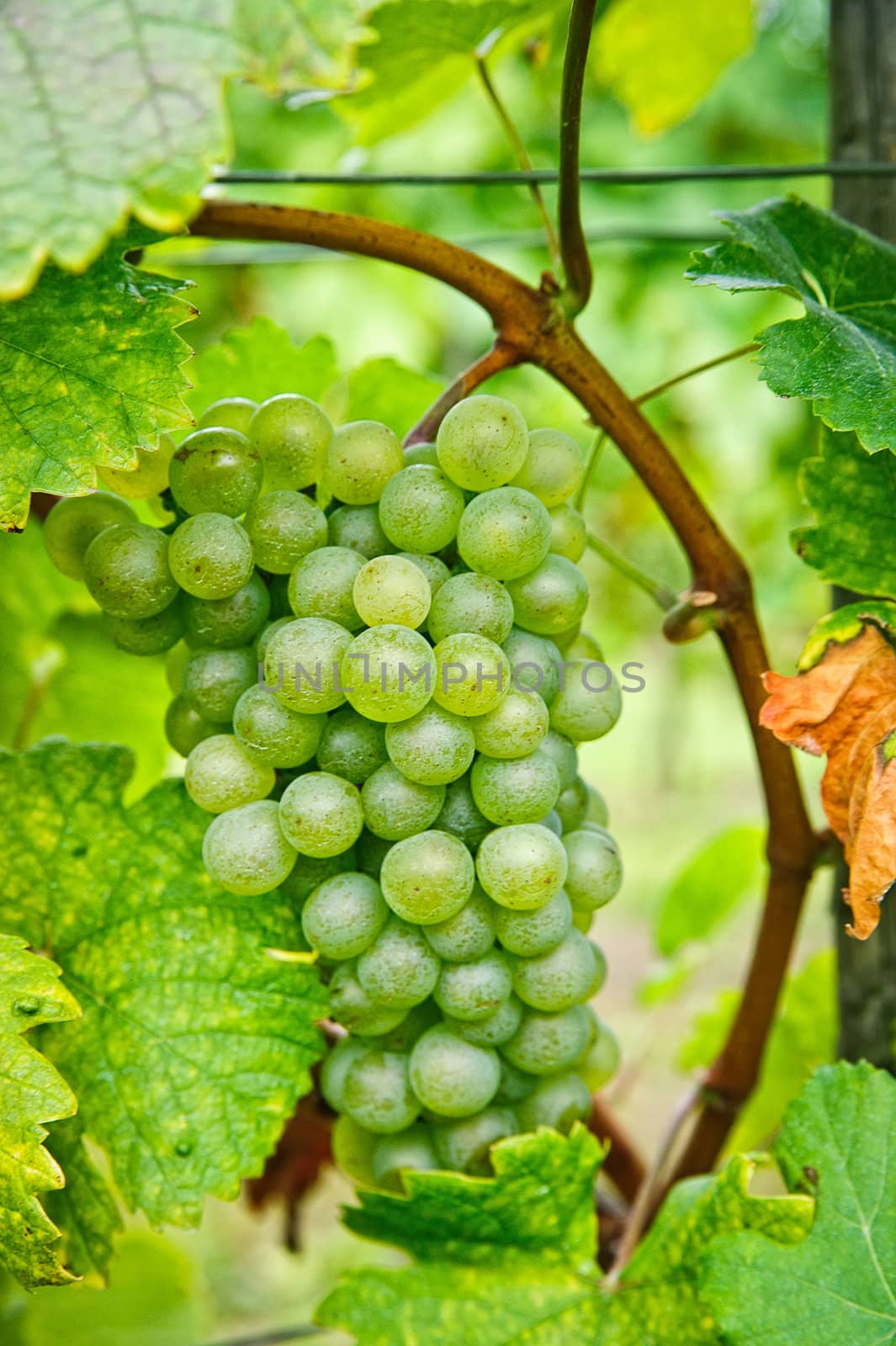 White Grapes on a Branch