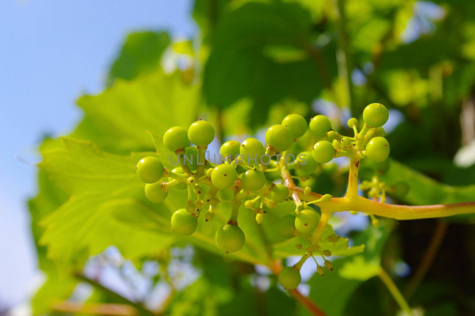 grape-vine by yucas