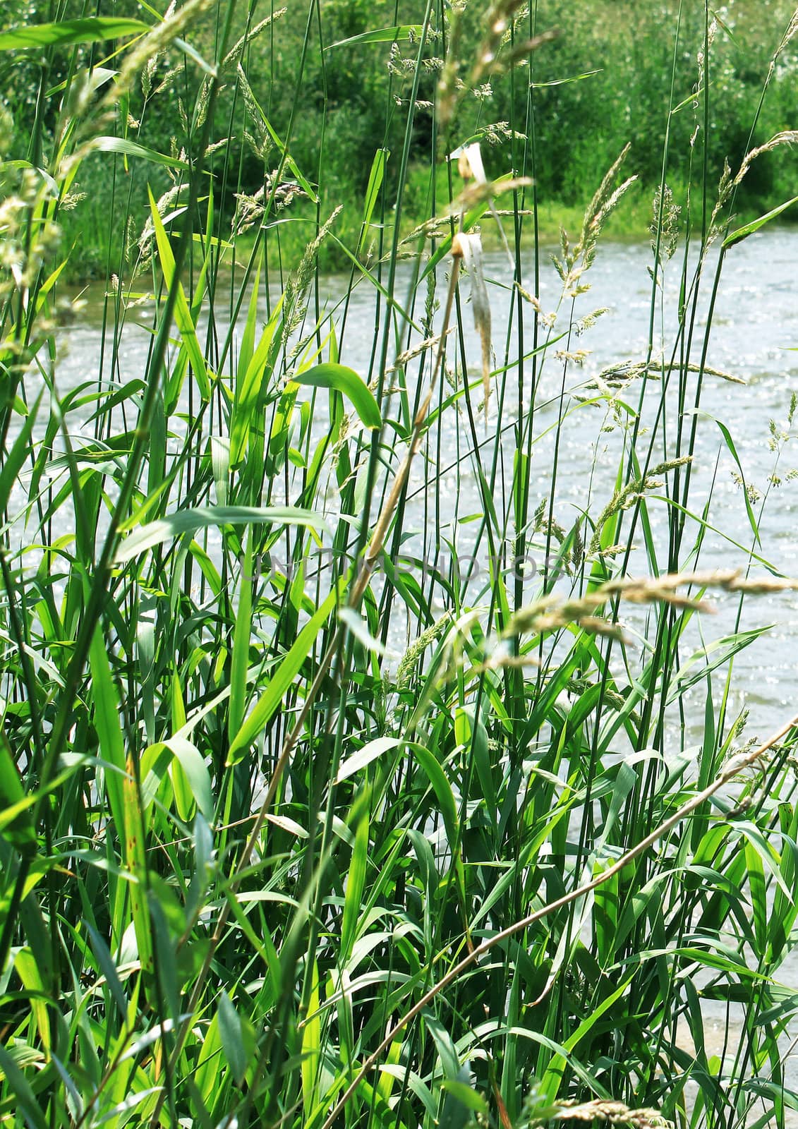 watery vegetations in a water pond