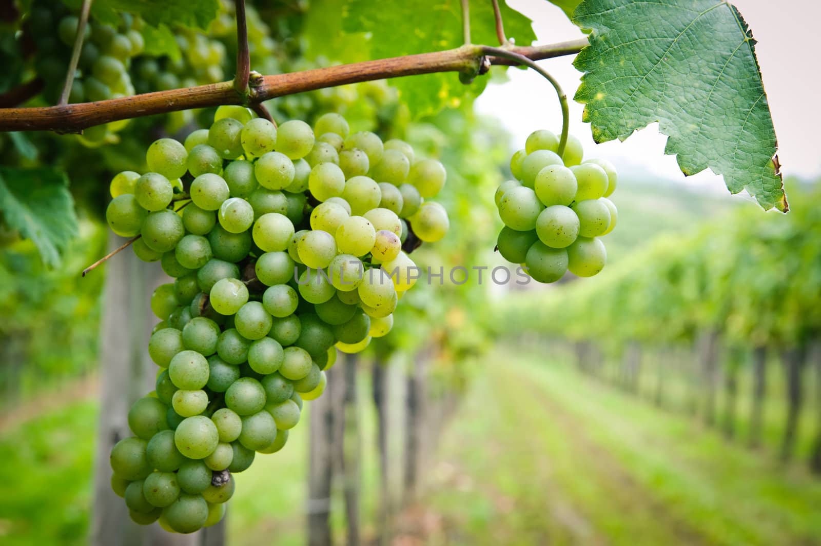 White Grapes in a Vineyard, taken in Wachau, Lower Austria