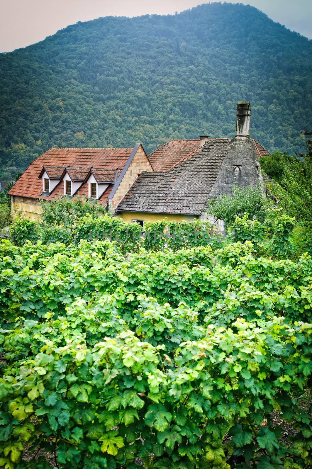 Old Farmhouse in an austrian Vineyard