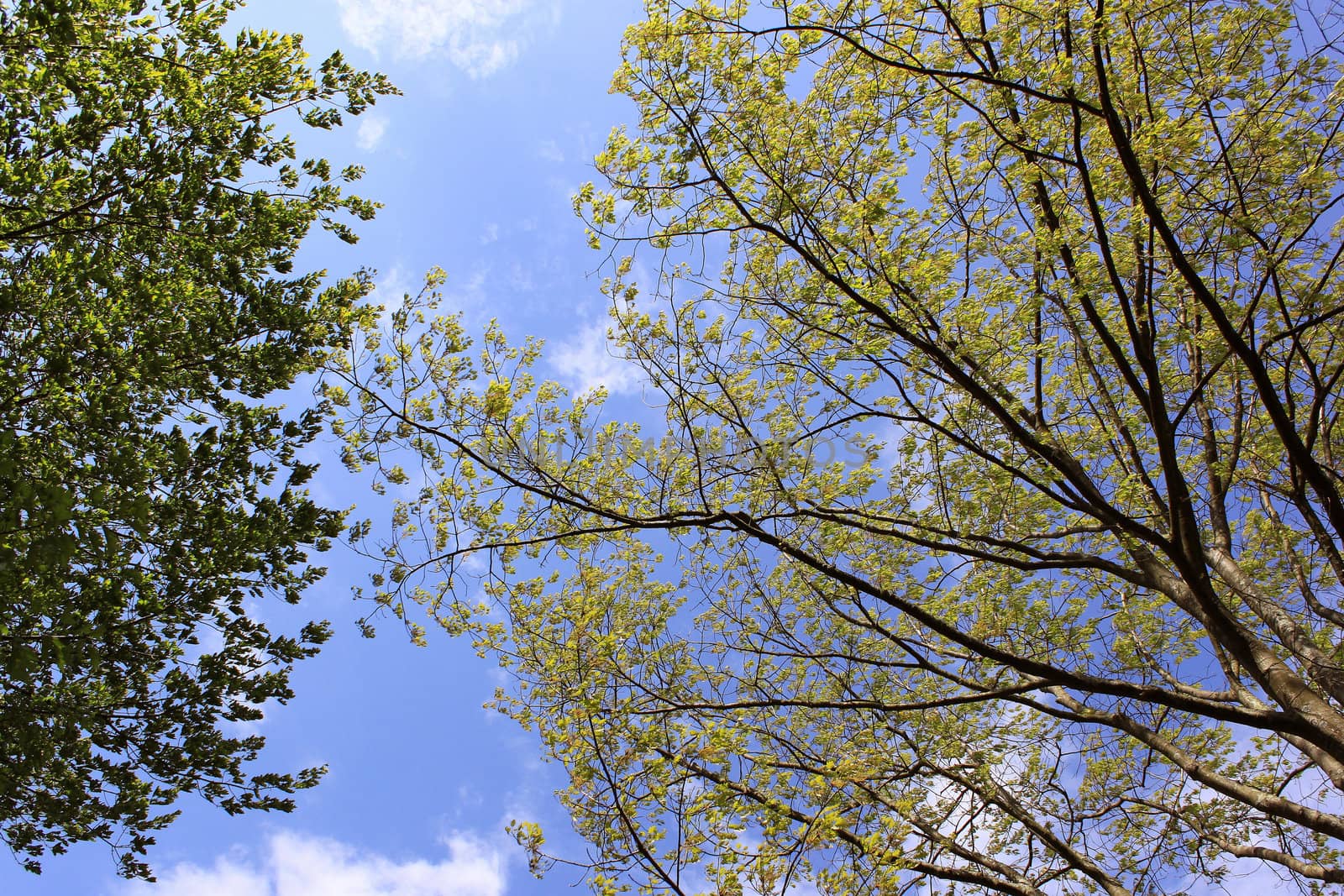 Trees against blue sky with few clouds