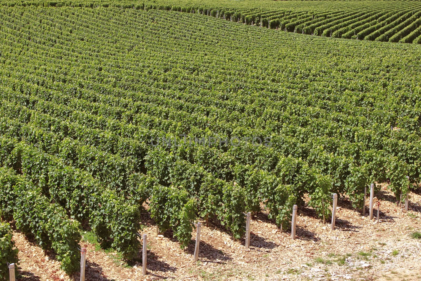 landscape with rows of twenty in a vineyard view