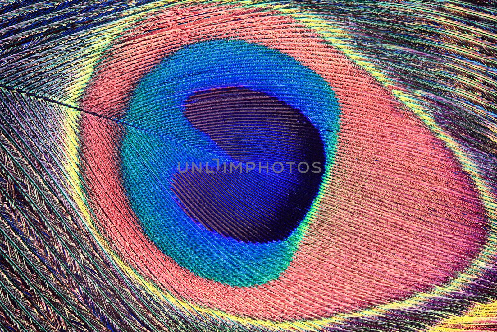 Extreme macro of a Peacock feather.
