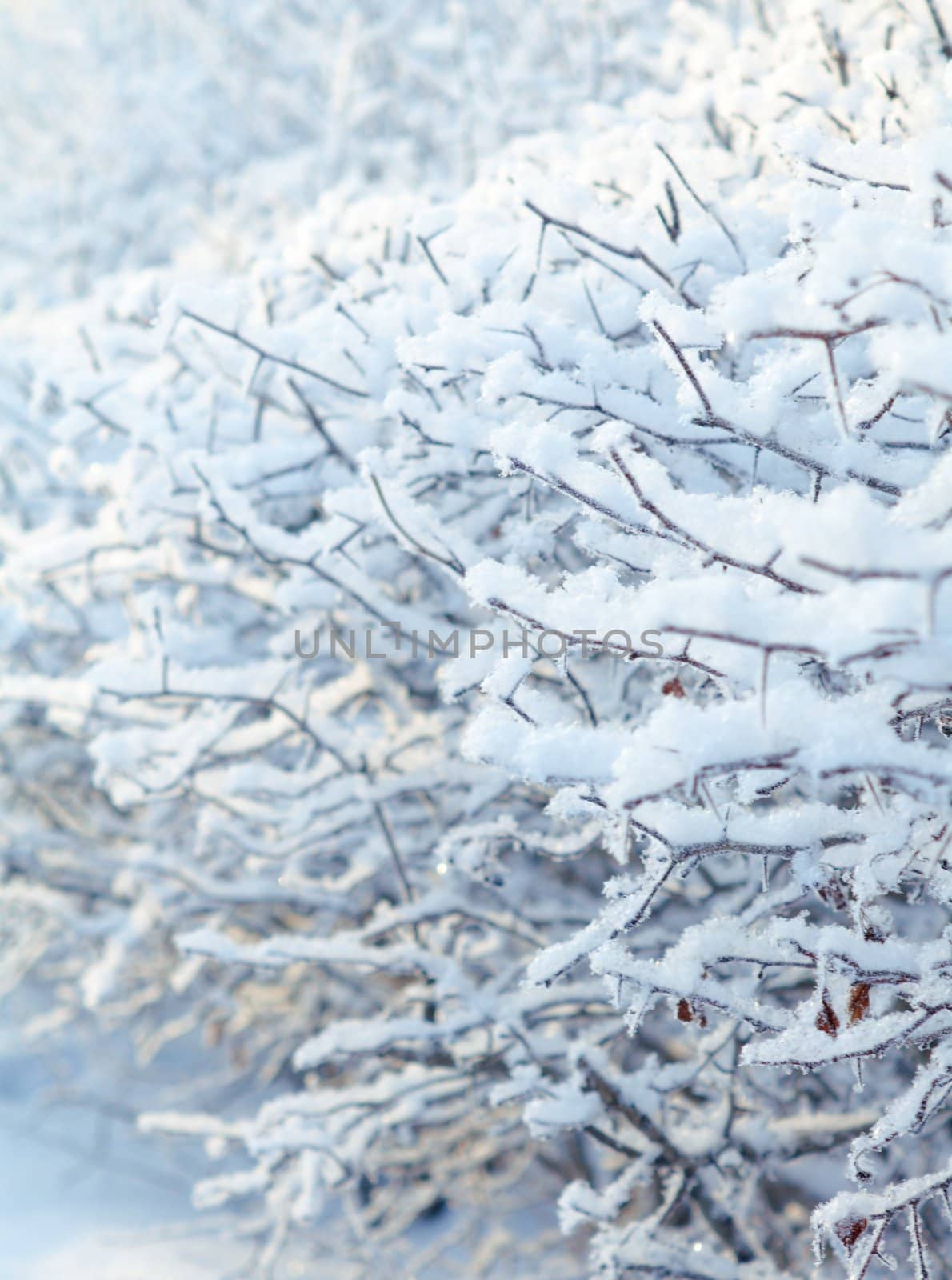 Winter landscape.Frozenned plants.Shallow depth-of-field