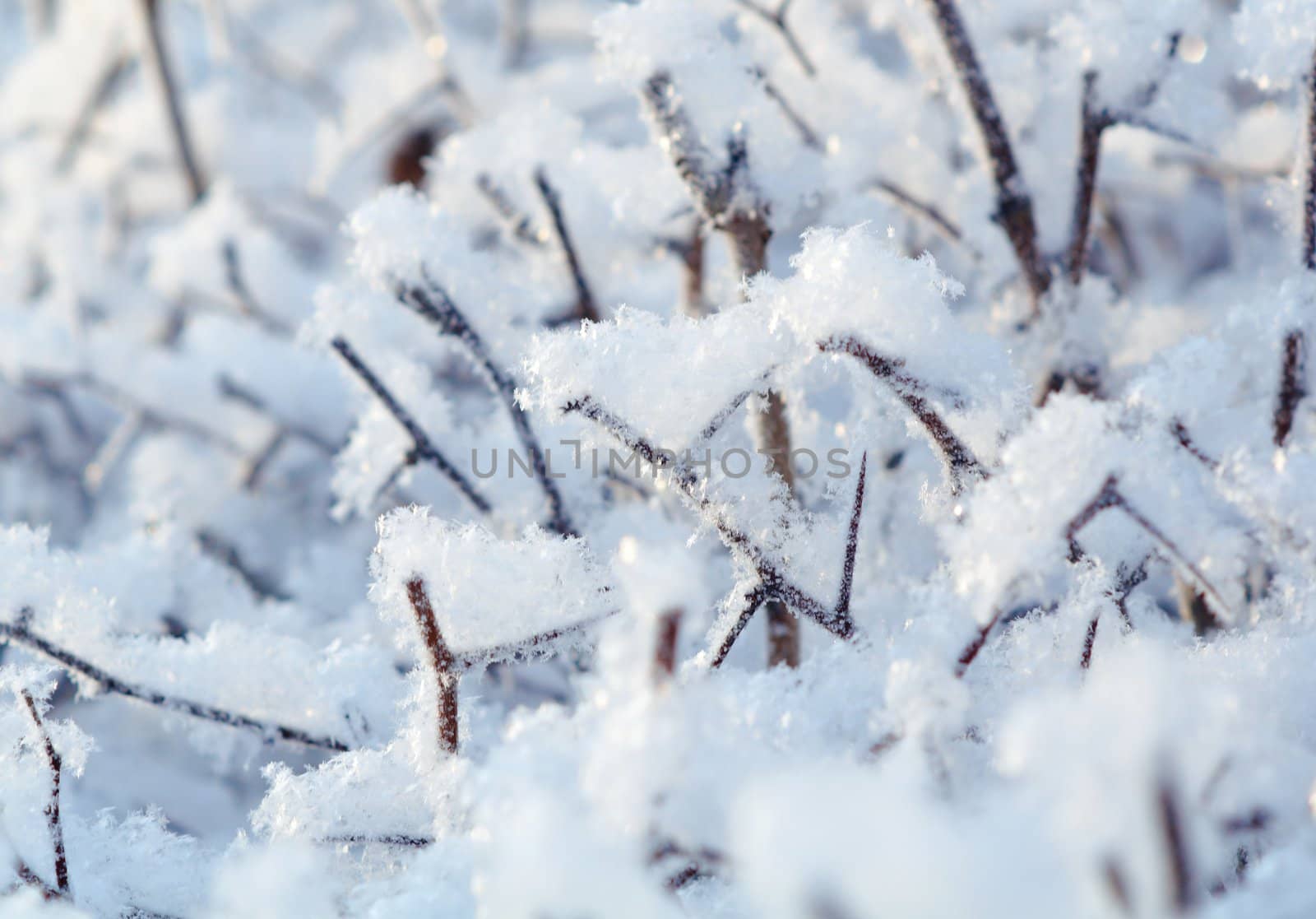 Winter landscape.Frozenned plants.Shallow depth-of-field