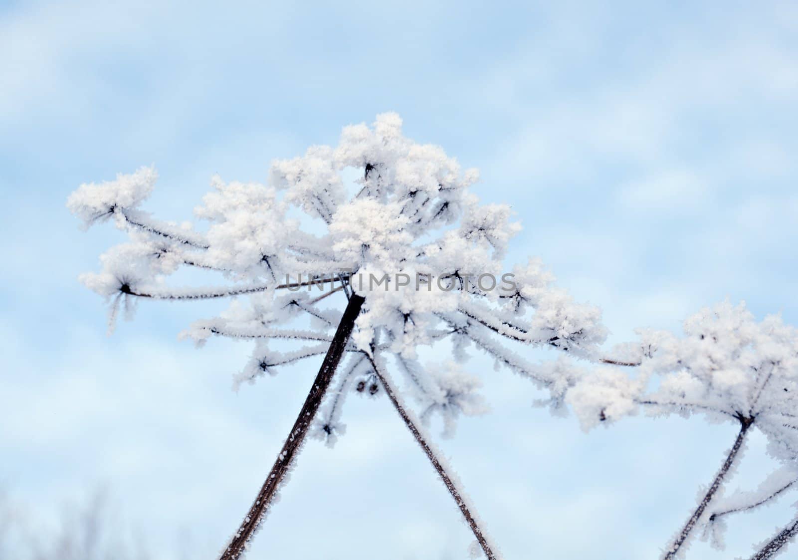 Winter landscape.Winter scene .Frozenned flower