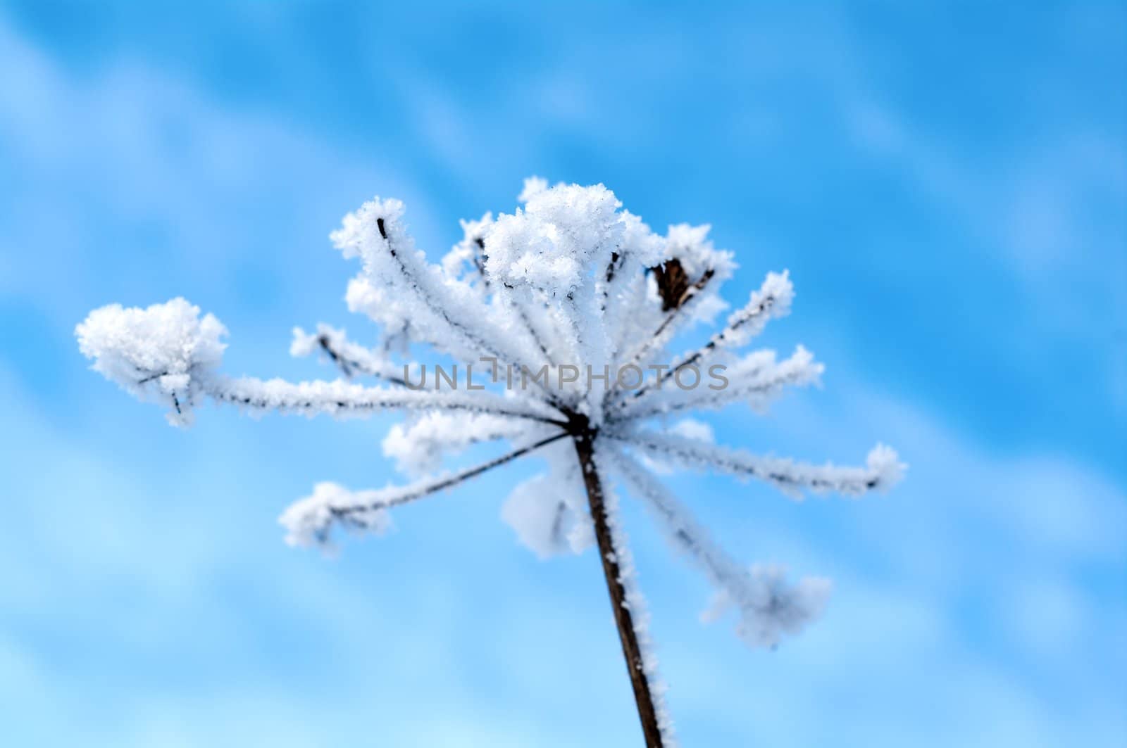 Winter landscape.Winter scene .Frozenned flower