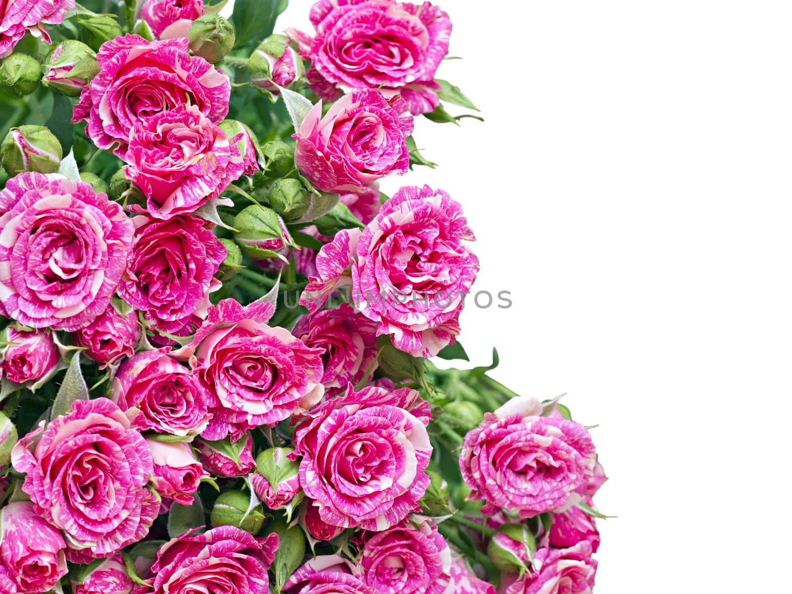 Bouquet of pink roses  by Plus69