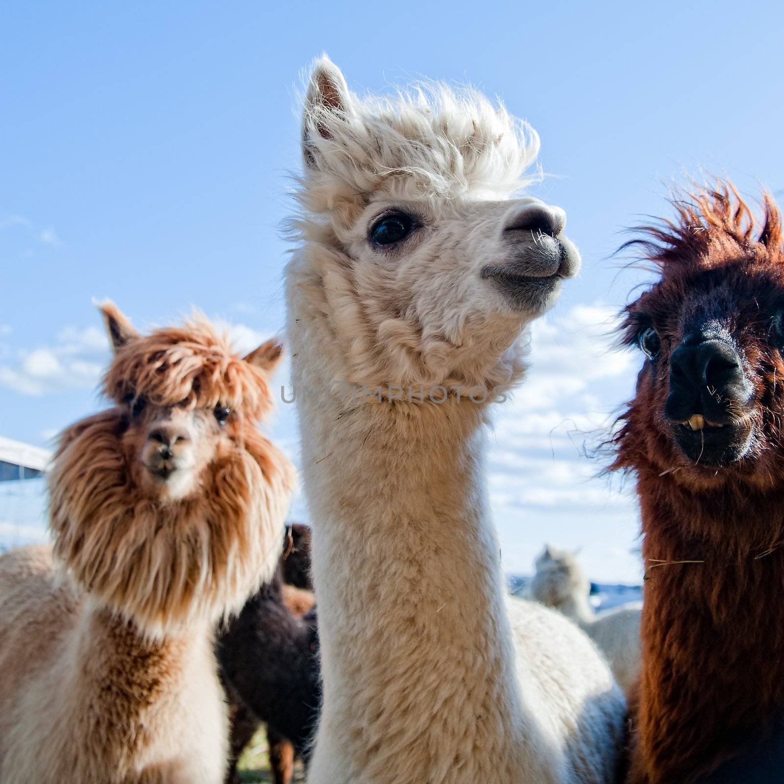 Three Funny Alpacas in different colors