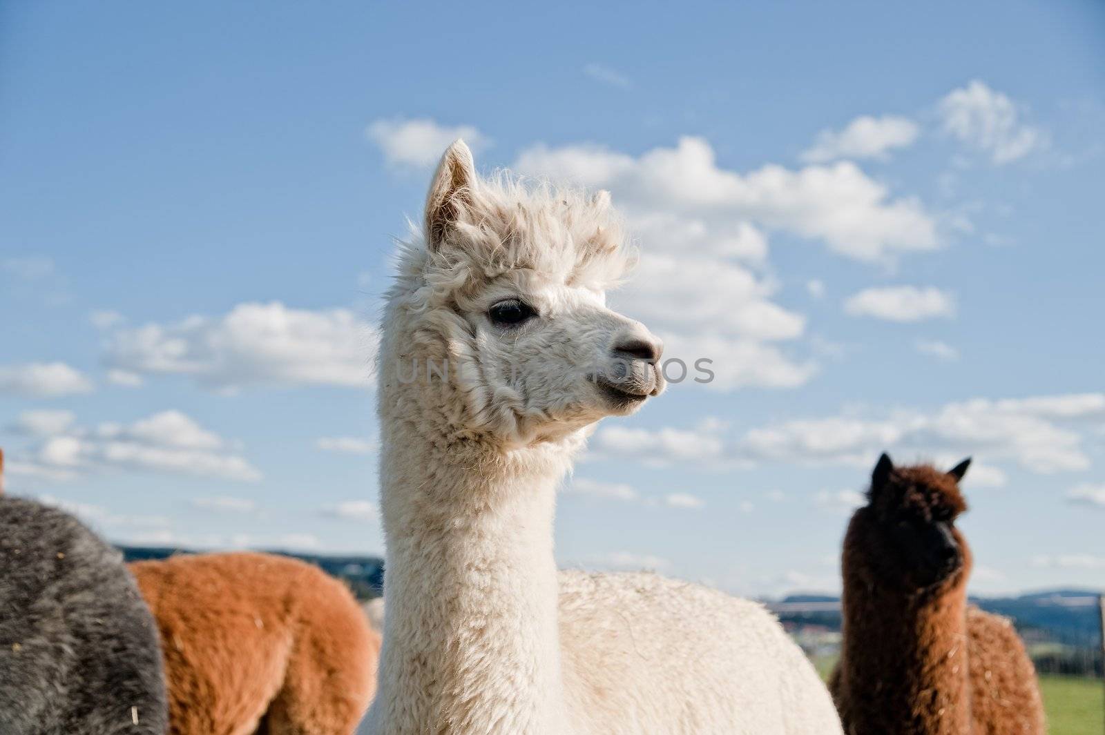 White Alpaca in a Herd of brown Alpacas