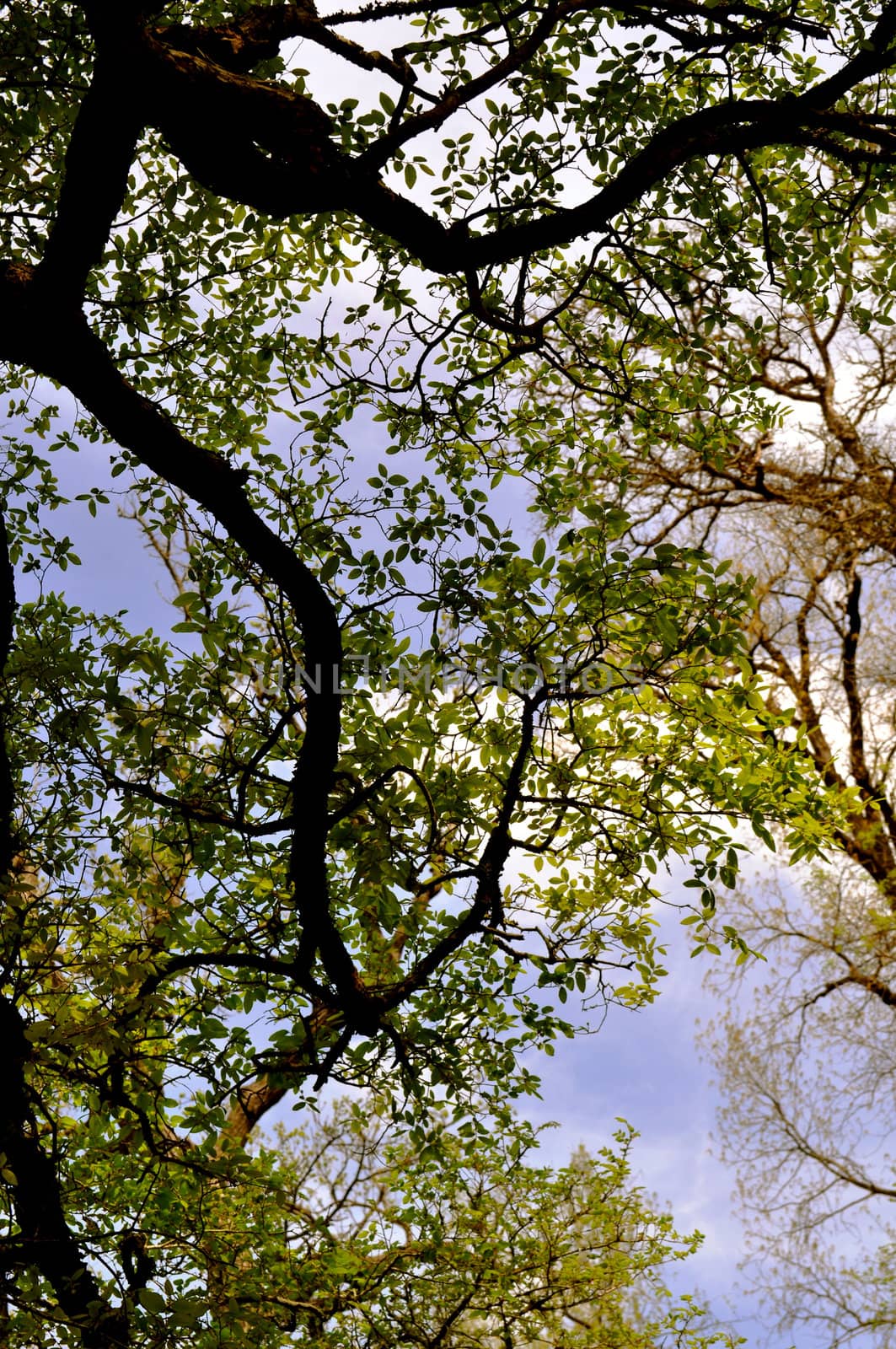 Tree and sky