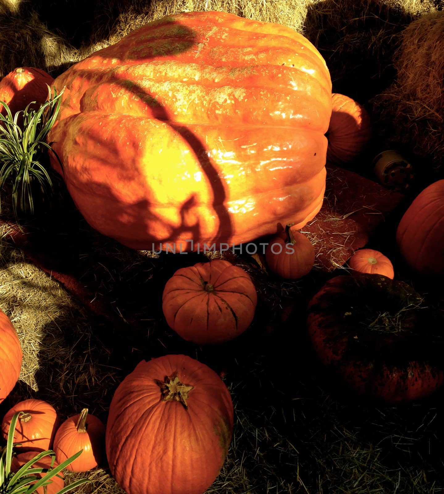 Pumpkin patch by RefocusPhoto