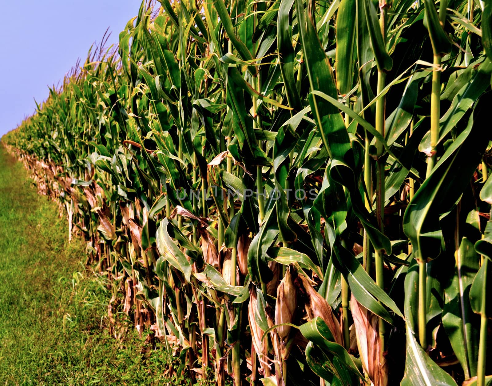 Corn field by RefocusPhoto