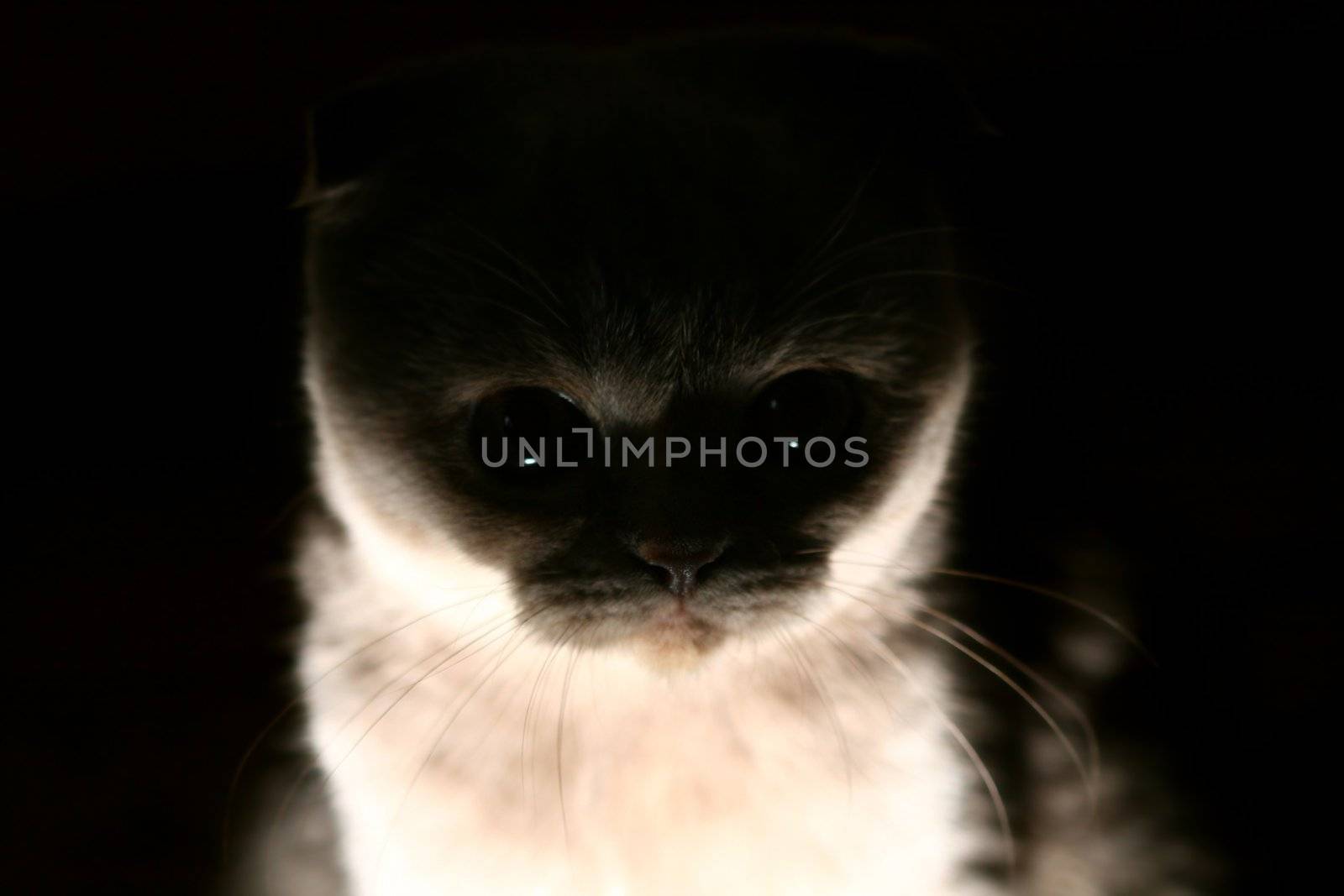 dark cat by Yellowj